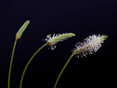 brin d'herbe
